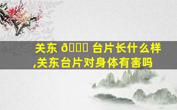 关东 🐛 台片长什么样,关东台片对身体有害吗